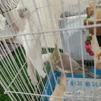 جفت عروس هلندی ماده کاملا دستی هست روی تخم خوابیدن