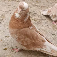 کفتر نقش و پرشی و نوک قنار|پرنده|اردکان, |دیوار