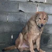 واگذاری سرابی نر و ماده توله اصیل