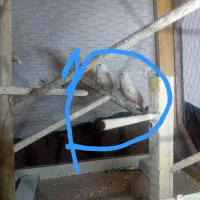 فنچ  گلدین|پرنده|تهران, شمیران‌نو|دیوار