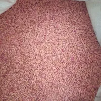 گندم بذربوجاری شده|عمده‌فروشی|ثلاث باباجانی, |دیوار