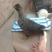 مرغ و خروس