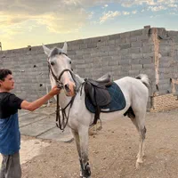 اسب دو خون نریون