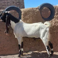 بز نربز جوان یکسال گوش بالای ۵۰ بسیار تیز وشر|حیوانات مزرعه|تربت جام, کاریز نو سفلی|دیوار