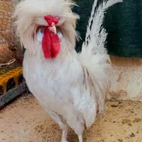 خروس