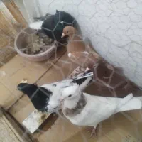 پنج تا ماده جوان رنگی|پرنده|بجنورد, |دیوار