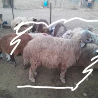 دوعدد قوچ یا ( خروف ) به شرط سالم