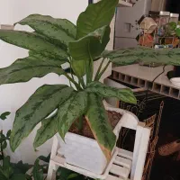 گل و گیاه طبیعی