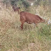 بز آبستن فروشی یا معامله با پازن