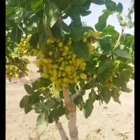 ترکه اکبری احمد اقایی