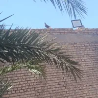ماده قهوی دم سفید برا فروش