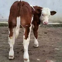بصورت حضوری وغیرحضوری فروش گوساله فقط نقدی بز|حیوانات مزرعه|بوئین زهرا, |دیوار