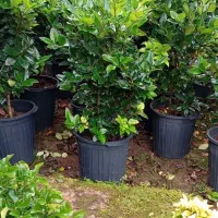 یاس هلندی قیچی خورده سطل 12