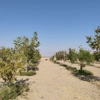 فروش باغ شهری 1000متری|فروش خانه و ویلا|مرودشت, نقش رستم|دیوار