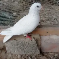 کبوتر سفید|پرنده|سراوان, |دیوار