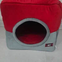 گربه اسکاتیش|گربه|بندرعباس, |دیوار