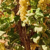فروش انگور جهت شیره یا مویز
