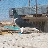 ساده‌سیاه‌نر