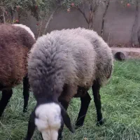 میش شال
