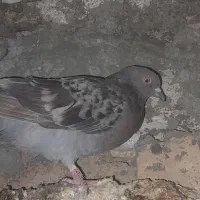 فروش ۷تا کفتر بالغ|پرنده|تفت, |دیوار