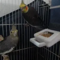 عروس سیامون جفت