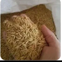 تخم جو هاشمی
