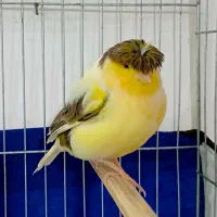 قناری گلاستر نر و ماده|پرنده|اردبیل, |دیوار