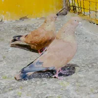 کبوتر کله ای پرتقالی|پرنده|بندر ماهشهر, |دیوار