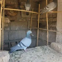 کبوتر ماده فروشی