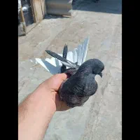 کبوتر کلاغی دم سفید