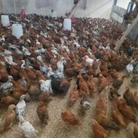 جوجه 50 روزه با واکسیناسیون کامل