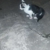 یک عدد گربه واگذاری|گربه|لاهیجان, یوسف آباد|دیوار