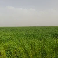 فروش کاه گندم