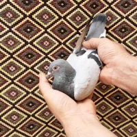 با سلام کبوتر پلاک چین درجه یک