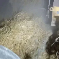 سفال گندم بسته بندی شده