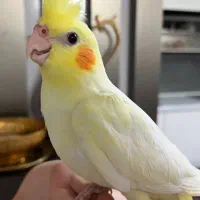 عروس هلندی بازیگوش|پرنده|سبزوار, فیاض|دیوار