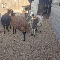 فروش ۵عدد بره ماده داشتی|حیوانات مزرعه|رحمتآباد, |دیوار