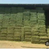 یونجه انباری خشک چین دوم و سوم