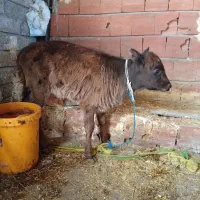 گوساله ماده فروشی