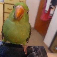 ملنگو ۲ماهه