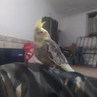 عروس رام اصیل ضمانت تخم جوجه .سرلاکی هم موجوده|پرنده|ایرانشهر, |دیوار