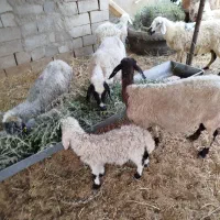 میش