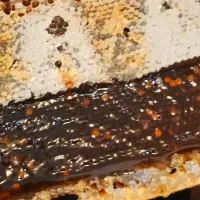 عسل ساکارز یک با ضمانت مرجوعی و ازمایش