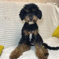 پودل ماده خاص|سگ|اسلامشهر, شهرک الهیه|دیوار