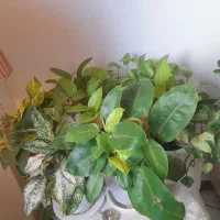 ۶عدد گل اپارتمانی