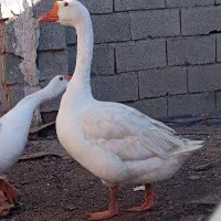 دو عدد غاز