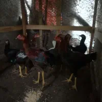 فروش جوجه لاری