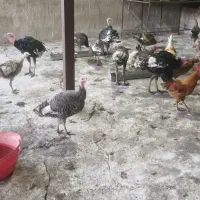 فروش بوقلمون ،با تخفیف پای معامله|پرنده|اندیمشک, |دیوار