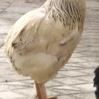 خروس|حیوانات مزرعه|محمدیه-قزوین, |دیوار