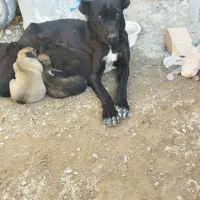 واگذاری ماده درجه یک همراه پنج طوله